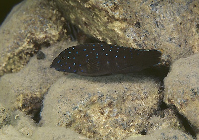Eretmodus cyanostictus 'Milima Island'